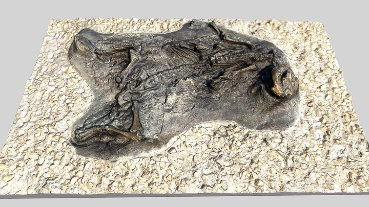 Oreodont Fossil Display 3D Model