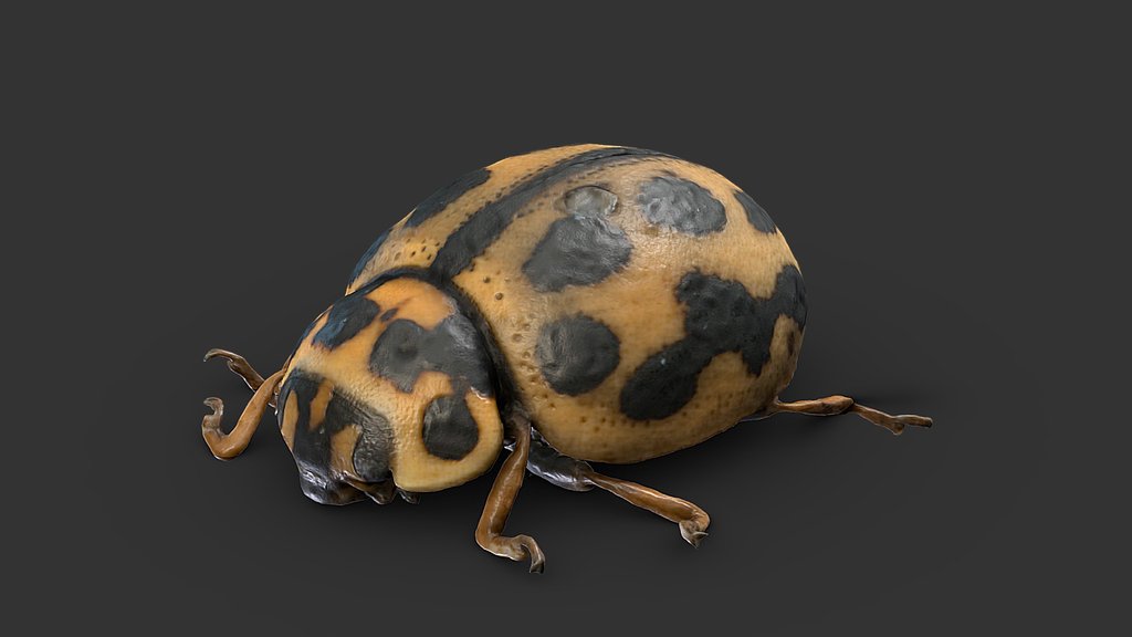 Tytthaspis sedecimpunctata
