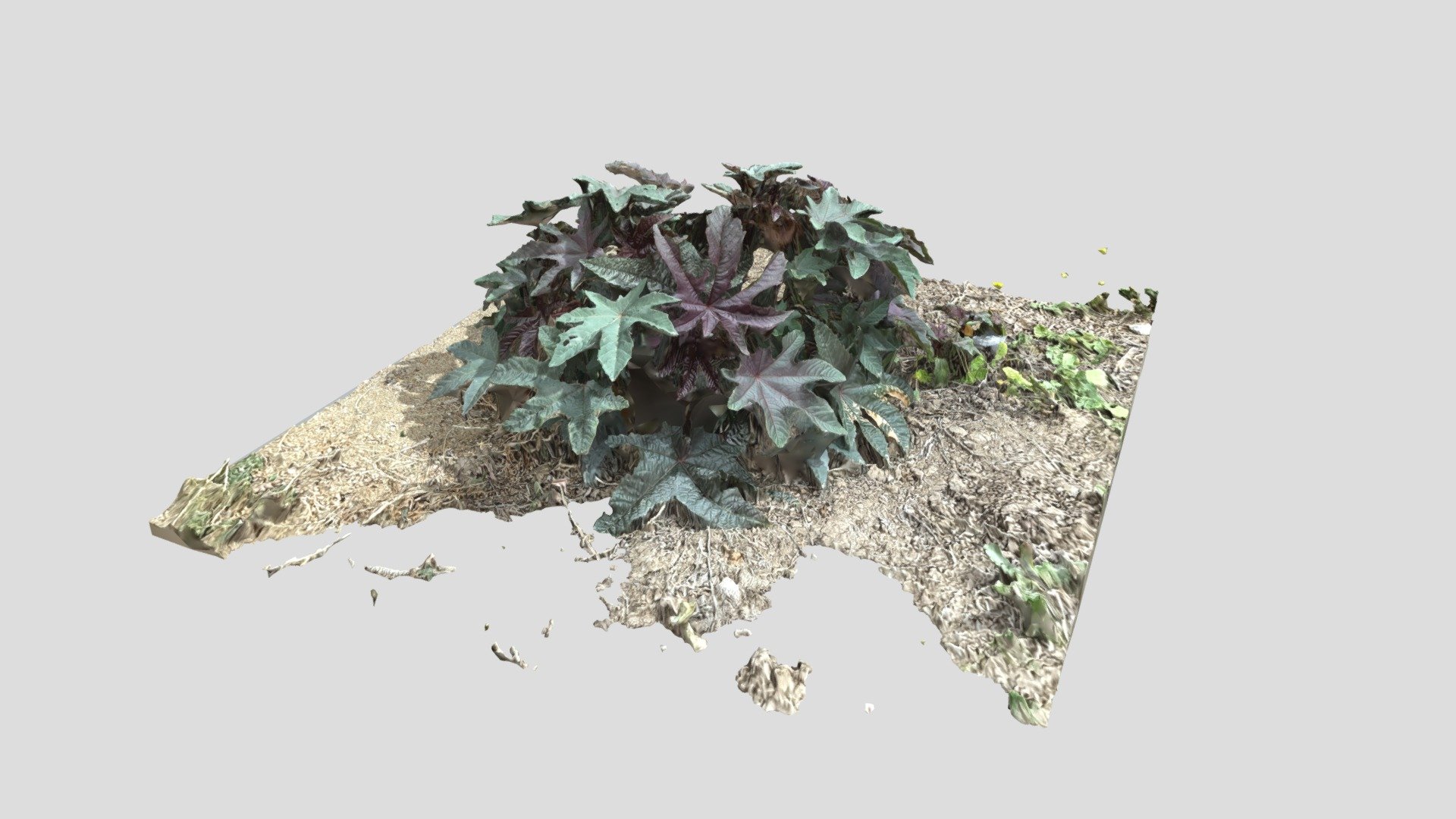 Small Plant