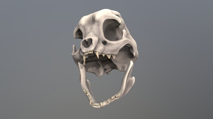 Humanoid Cat Skull 3D Model