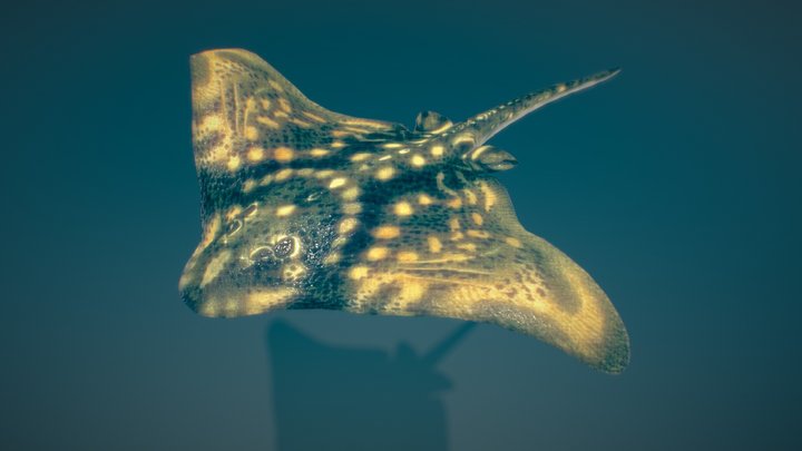 Animated Ray 3D Model