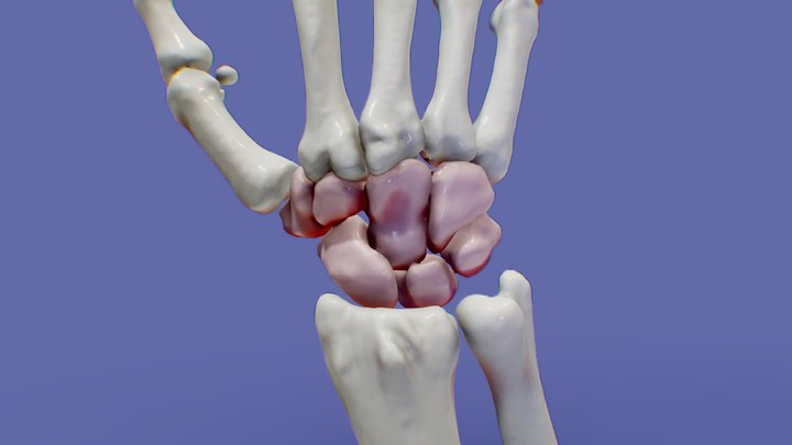 Wrist Anatomy MDCT/Anatomía de la muñeca 3D Model