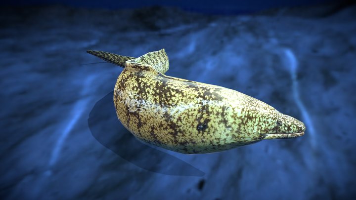 Moray eel(Utubo) 3D Model
