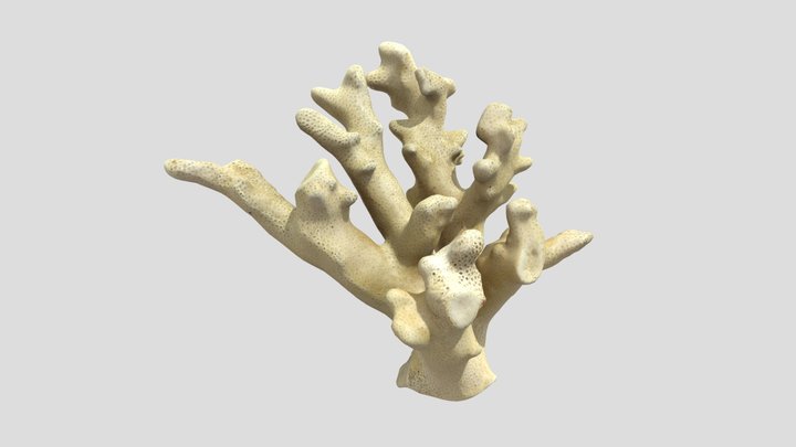 Coral 3D Model