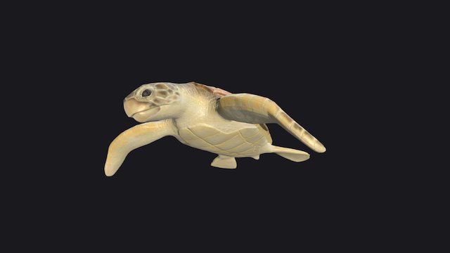Sea turtle 3D Model