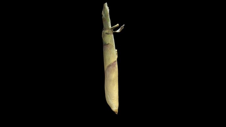 Bamboo 3D Model