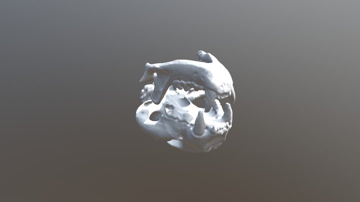 Mountain Lion Skull And Jaw 3D Model