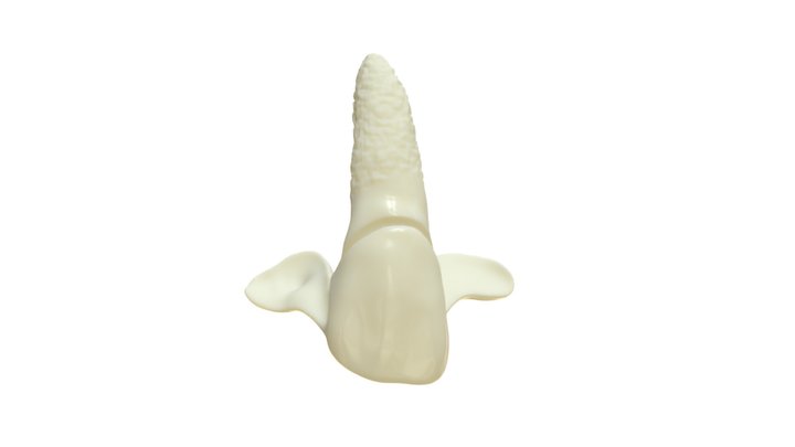 Bionic-Tooth 3D Model