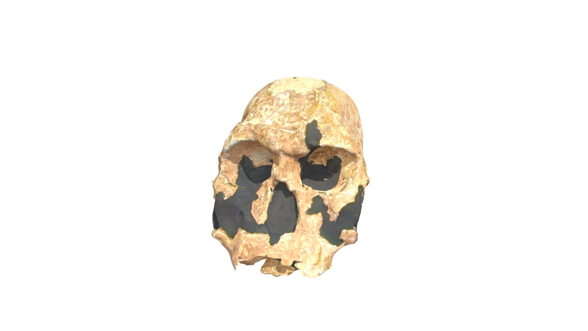 Specimen A3