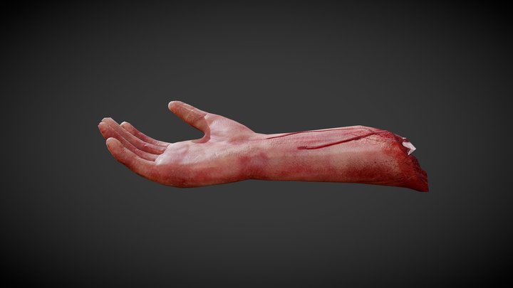 Severed Arm FBX 3D Model