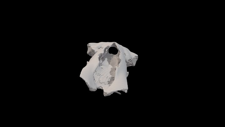 Nurse Shark (Ginglymostoma) Cranium 3D Model