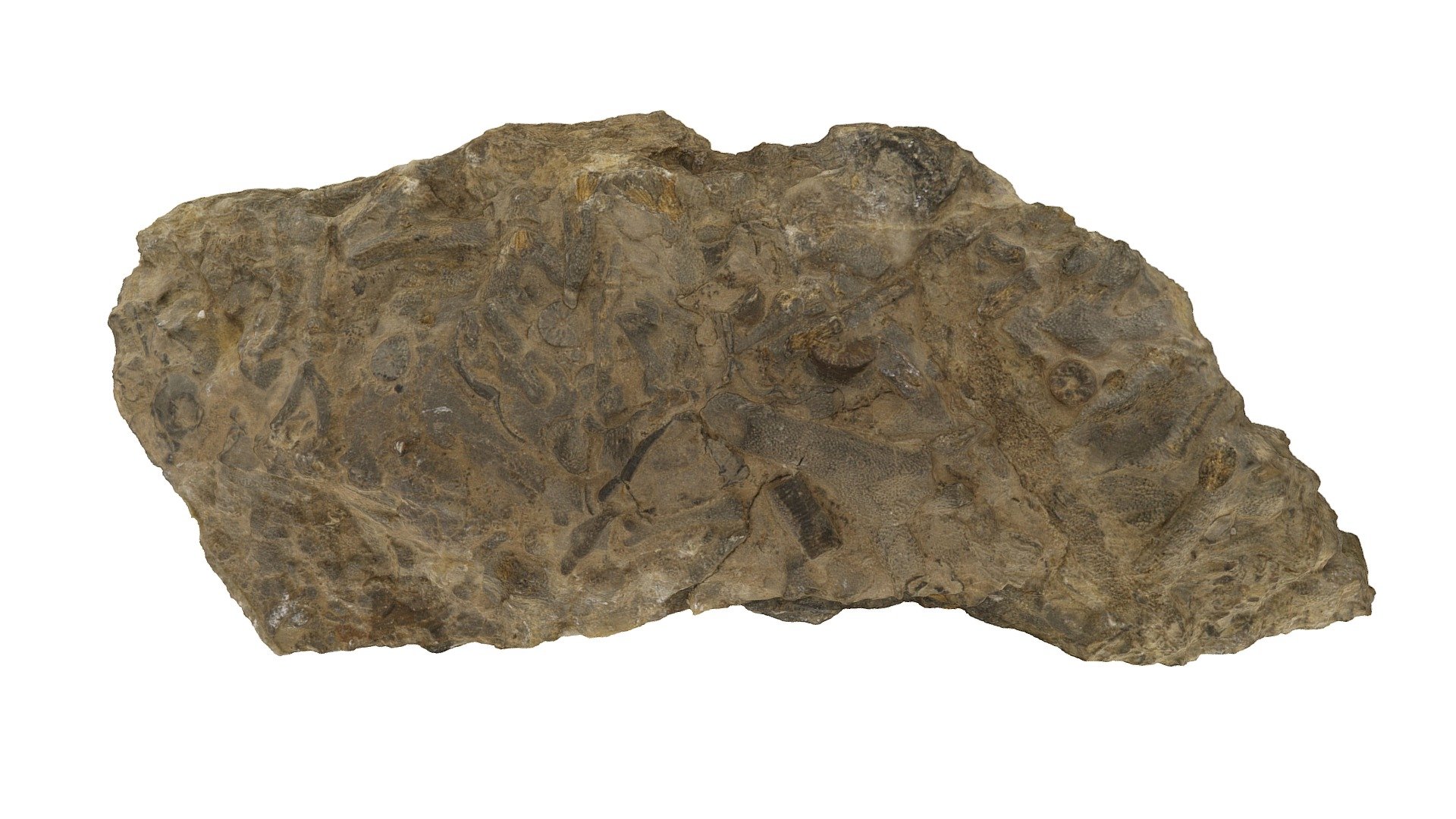 Batostoma poctai 2
