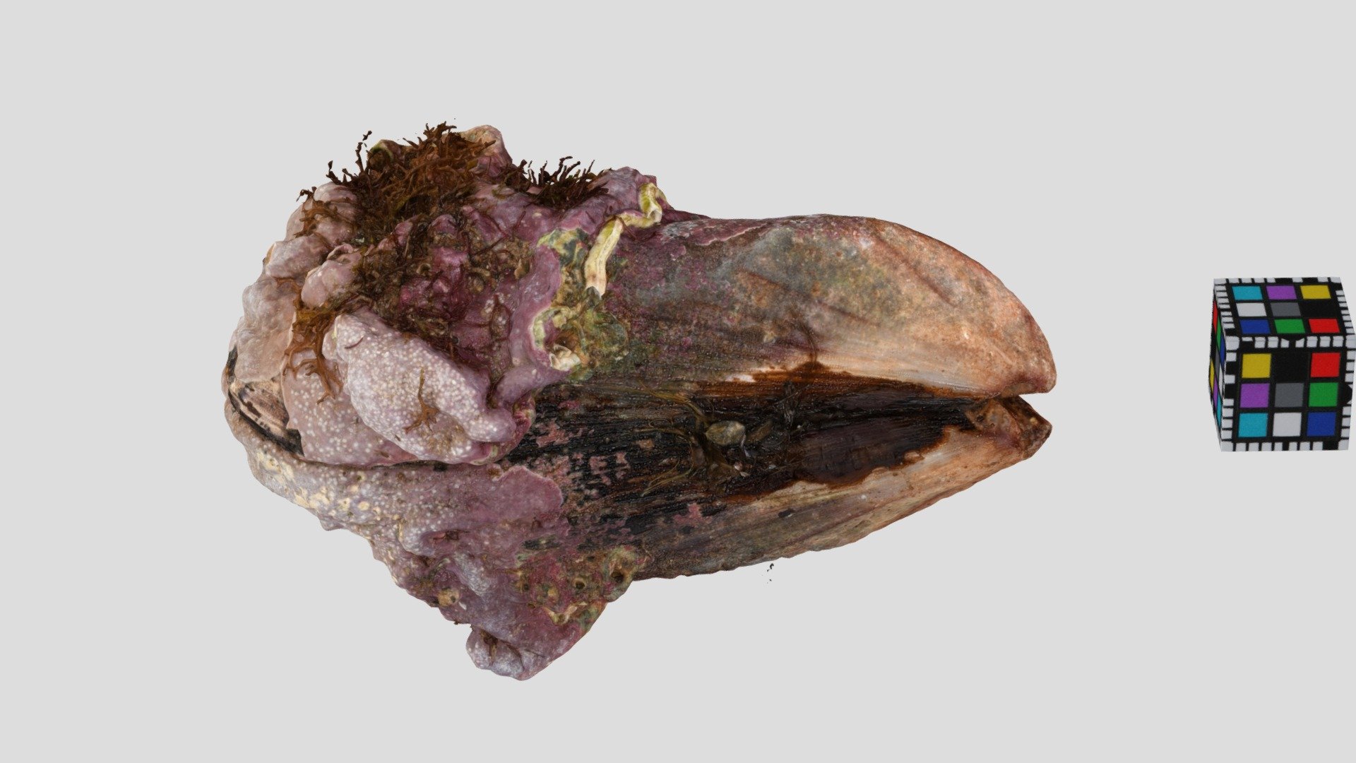 ムラサキインコ？ Purple mussel, Septifer virgatus?