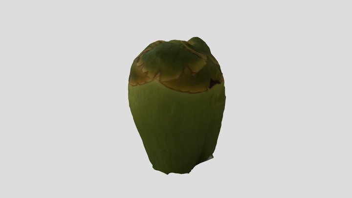 Coconut-2 3D Model