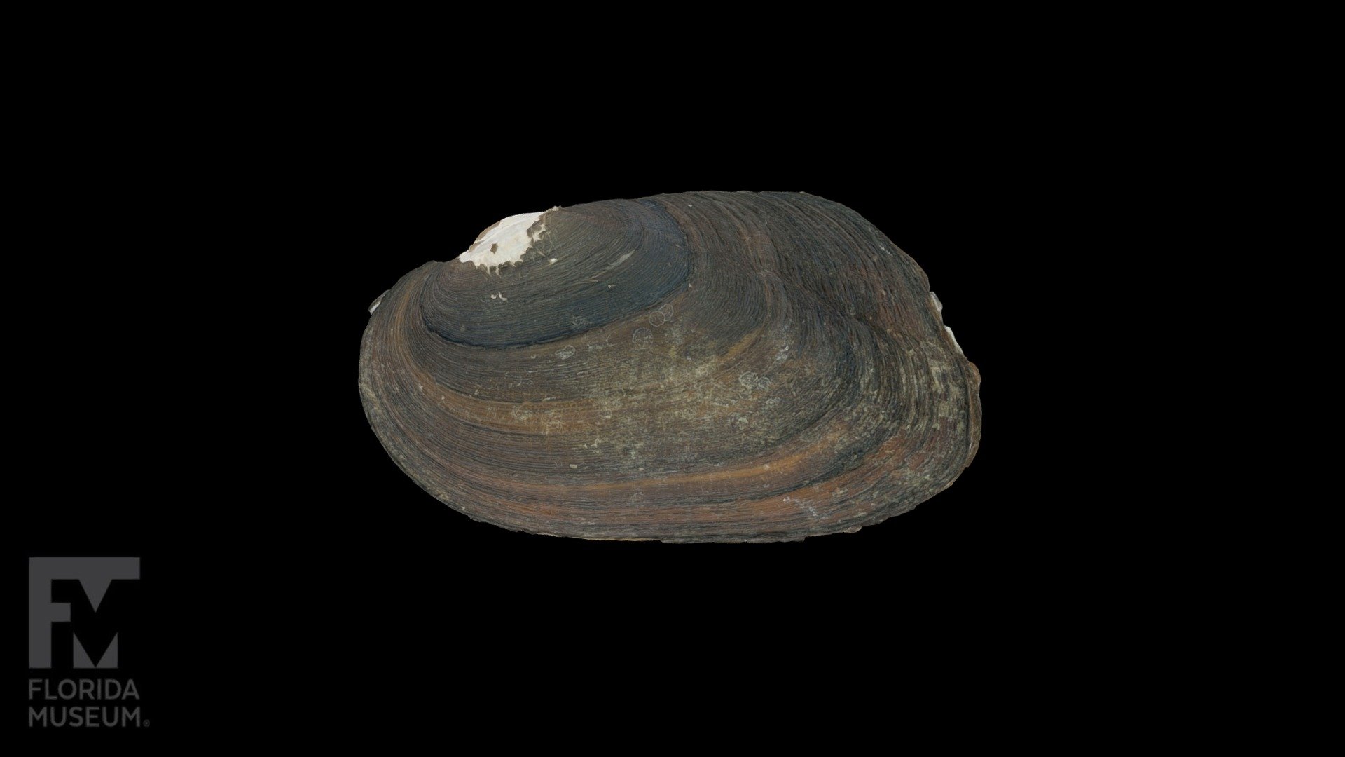 Eastern Pondhorn Freshwater Mussel 3D model by FloridaMuseum