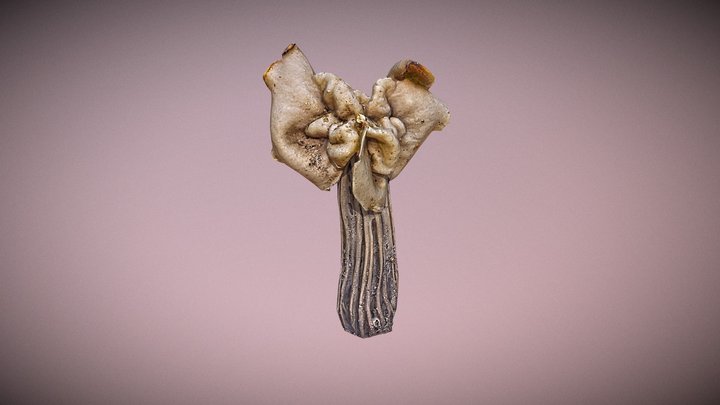 Strange mushroom - Helvella crispa, White saddle 3D Model