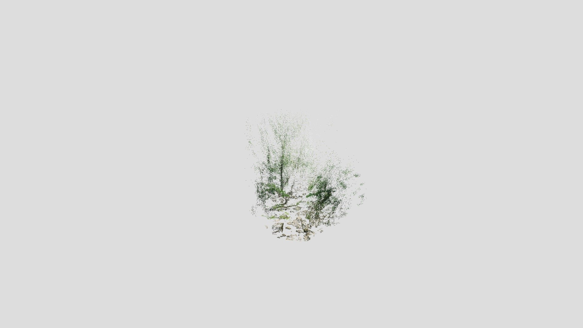 Forest point cloud