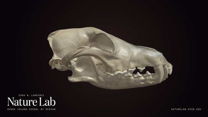 Canine skull
