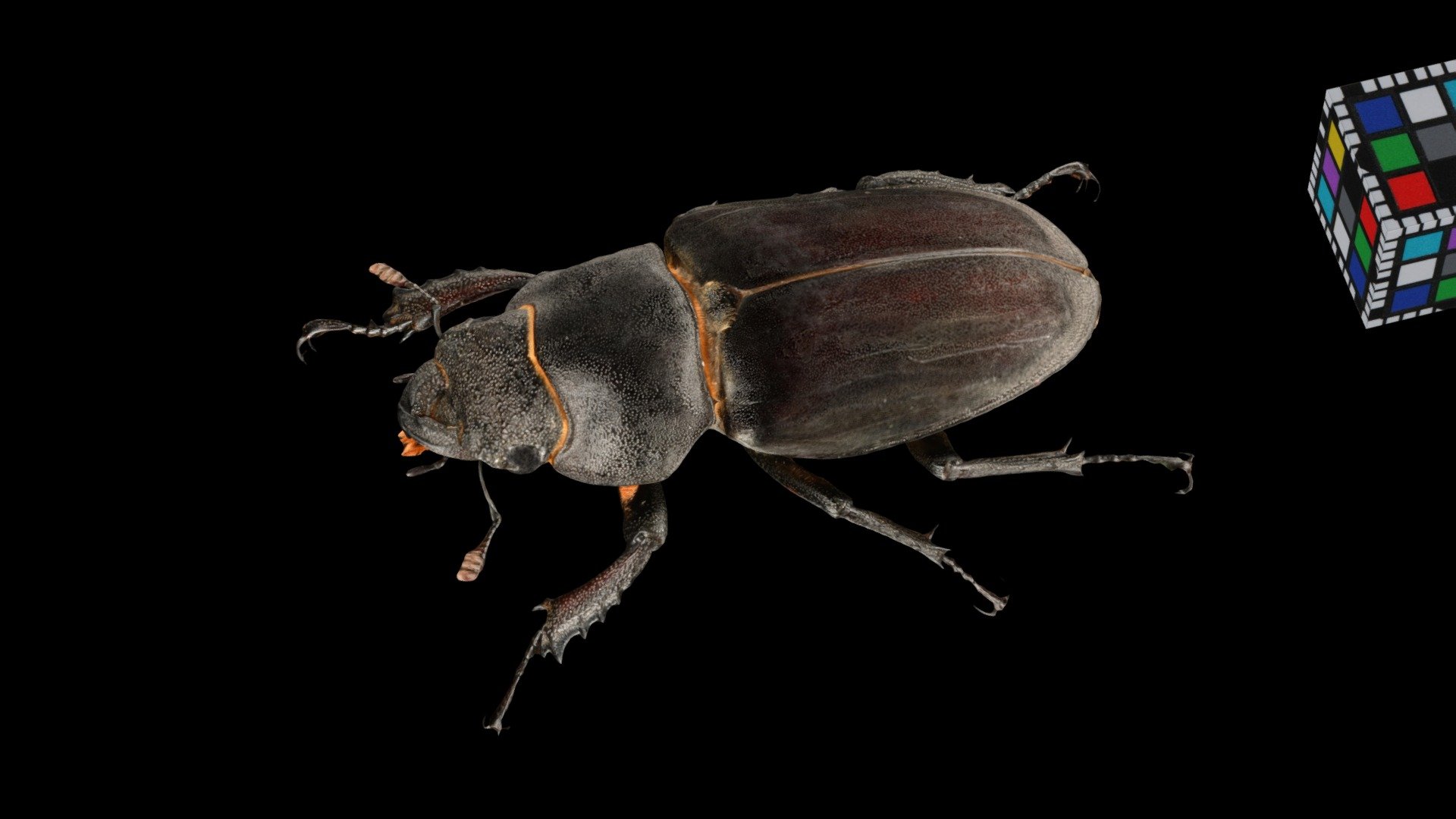 CC0 ミヤマクワガタ ♀ Mountain Stag Beetle - Download Free 3D