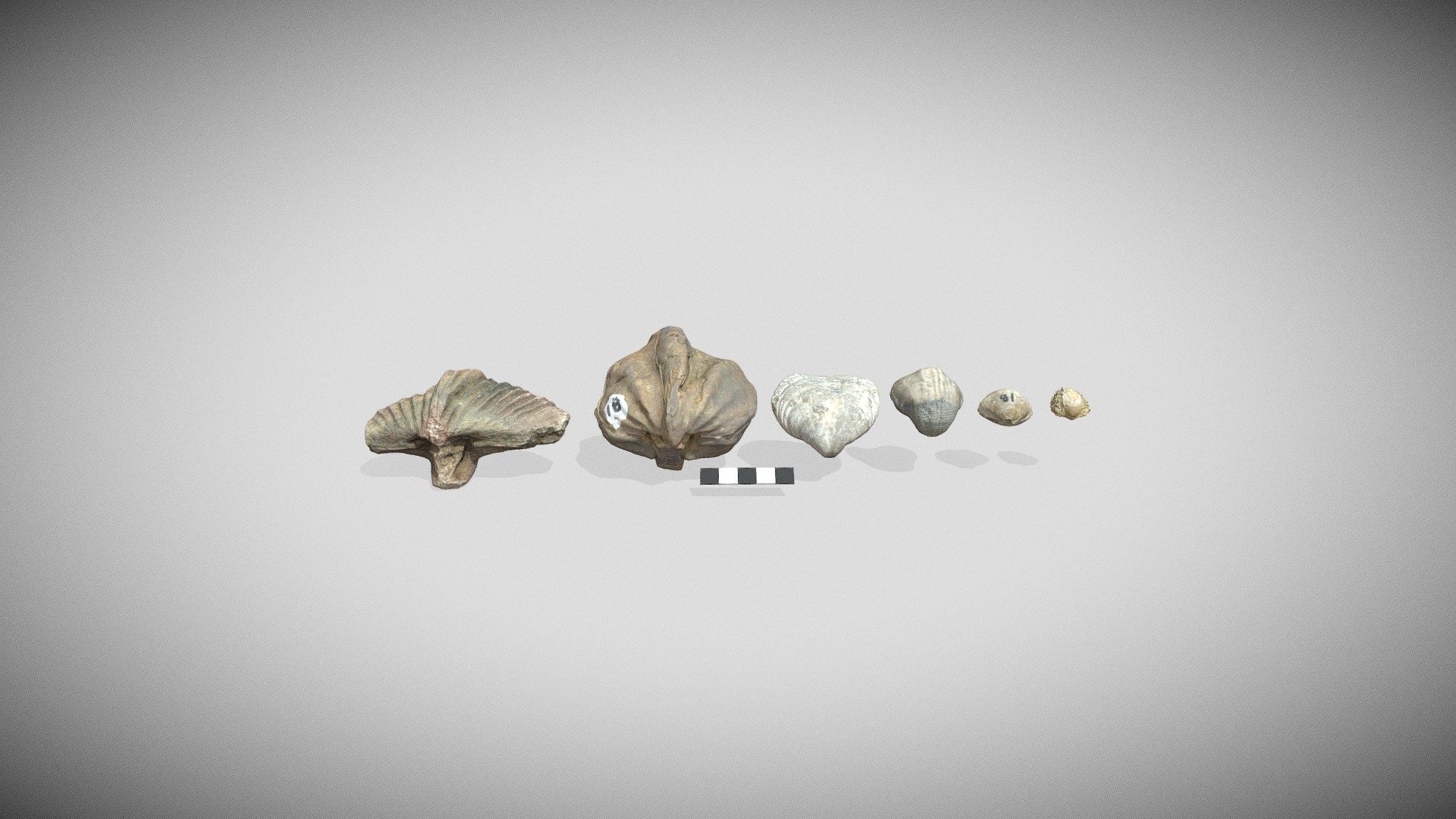 Brachiopods