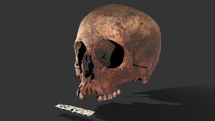 Cranium 1, Dalmore, Caithness (ABDUA-14233) 3D Model