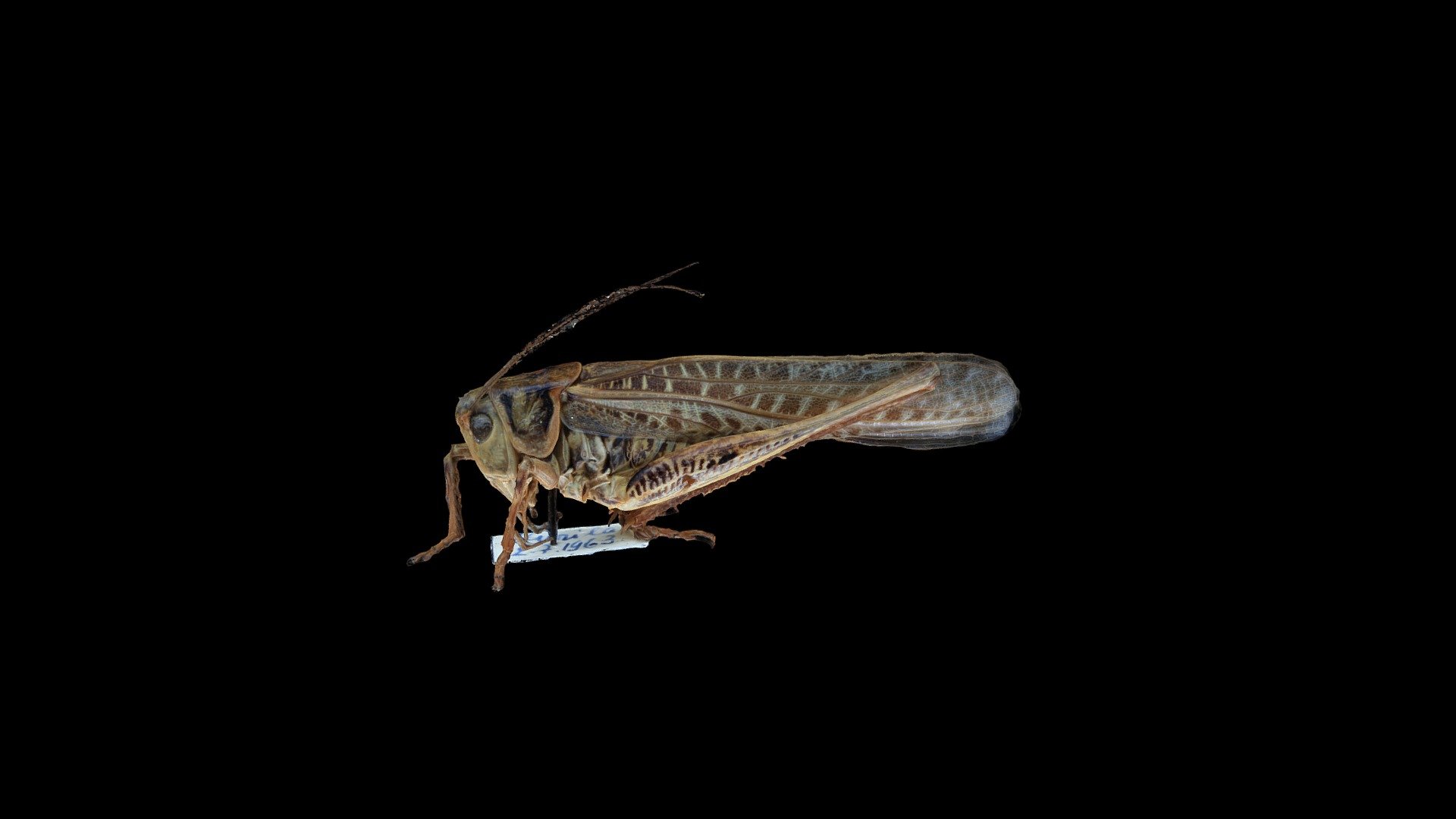 Primorska plenilka Decticus albifrons