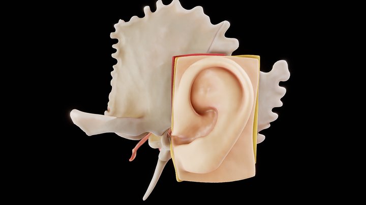 Ear Structure Anatomy Animation 3D Model