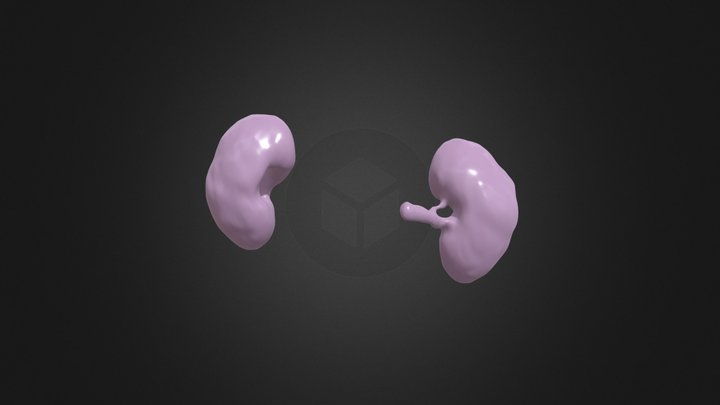 Kidneys With Ureters 3D Model