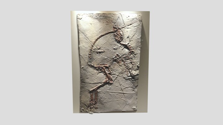 Sinosauropteryx Fossil 3D Model