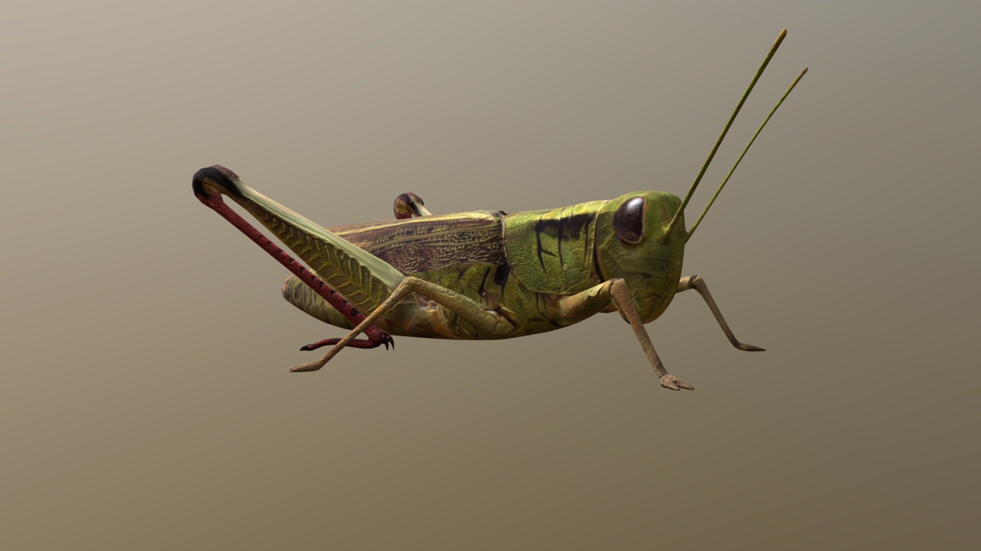 Grasshopper - Buy Royalty Free 3D model by 3dlowpoly [b178f3a ...