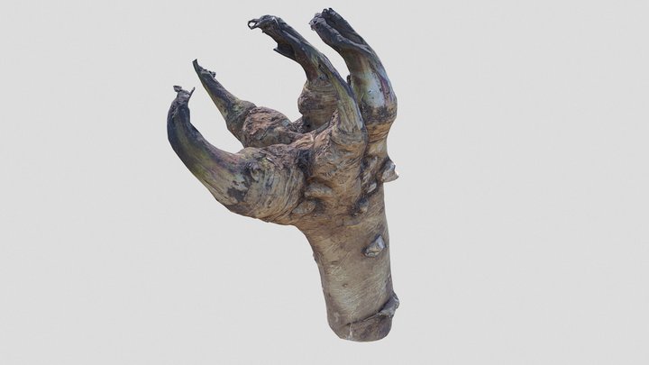 horse radish root 3D Model