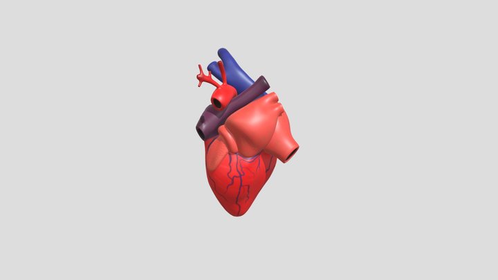 Jantung Manusia 3D Model