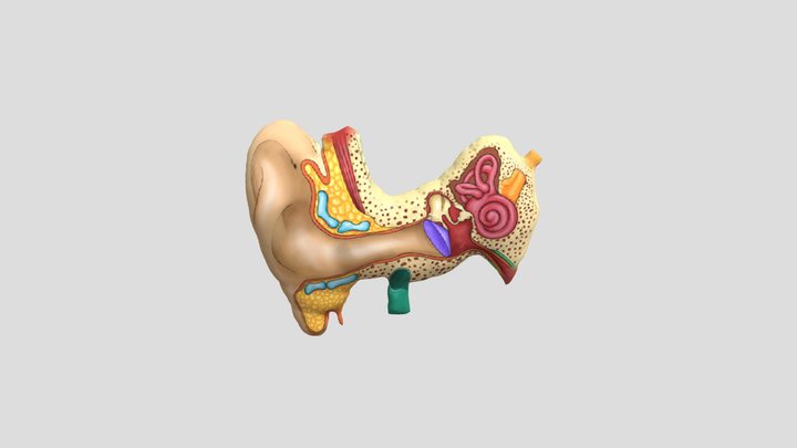 Bagian-Bagian Telinga 3D Model