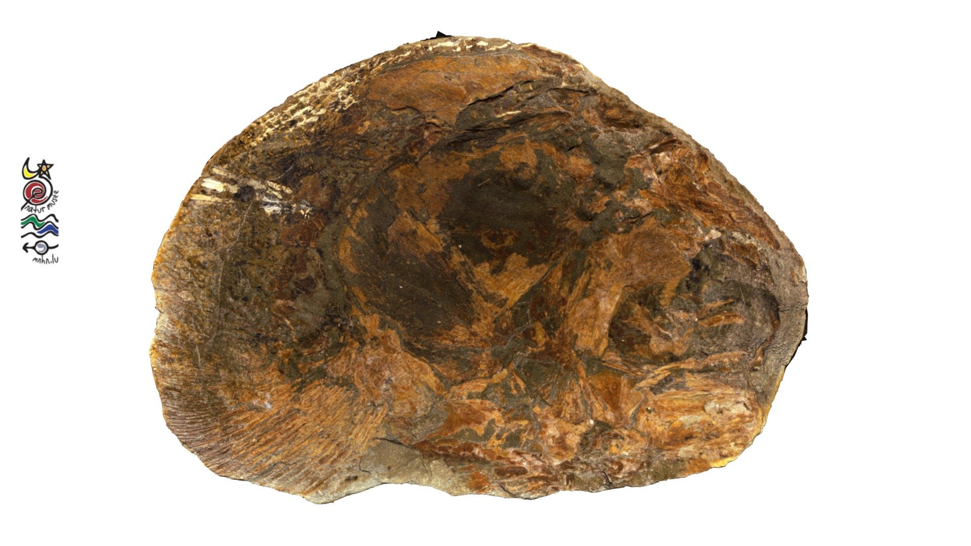 Saurostomus TU987a