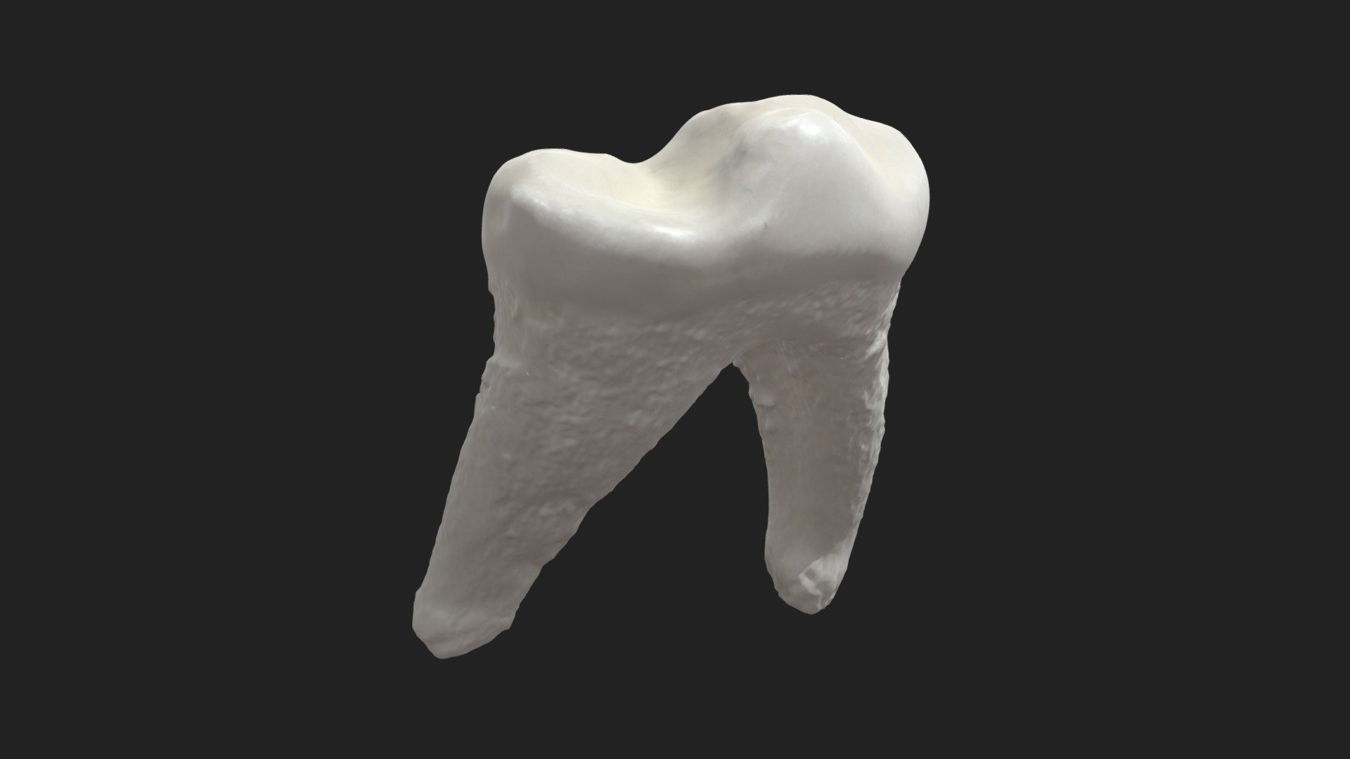 6th cheek tooth (2nd molar) dog (lower jaw) - Download Free 3D model by ...