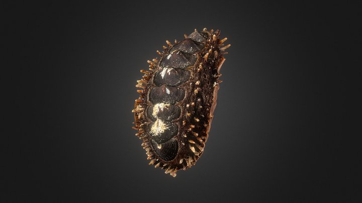 Acanthopleura echinata 3D Model