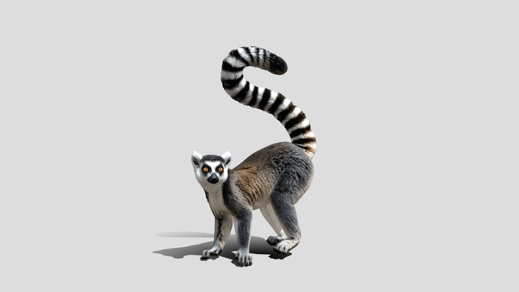 Curved Tail Ring-tailed Lemur 3D Model