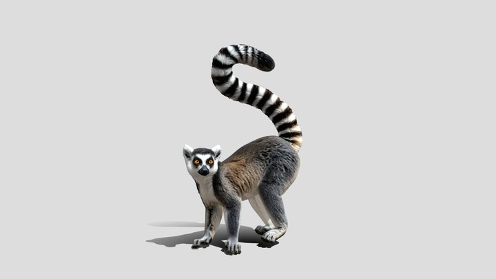 Curved Tail Ring-tailed Lemur 3D Model – Modello 3D gratuito STL
