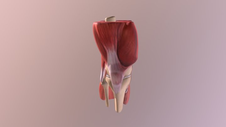Healthy 3D Model