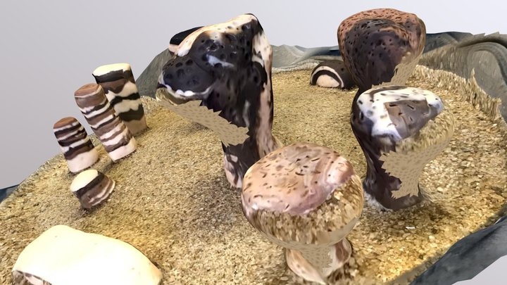PICJ Project - Stromatolites 3D Model