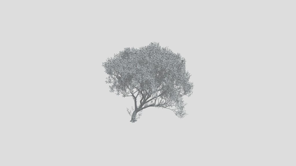 Olive Tree Bent Large