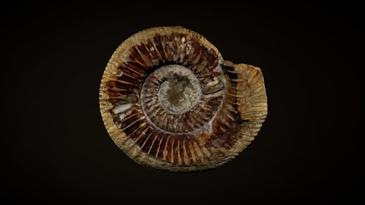 Ammonite 3D Model