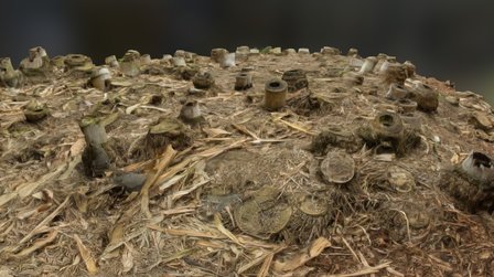 Bamboo Ground Cover 3D Model