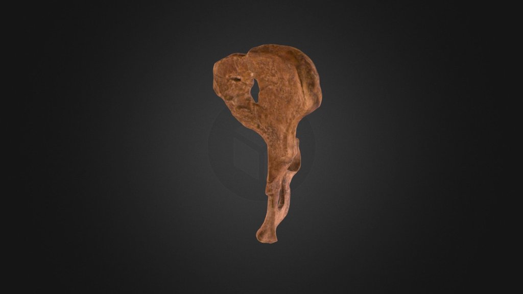 AL 288 Pelvis 1