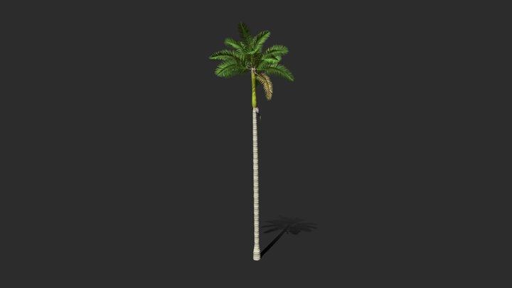 Florida Royal Palm Tree 3D Model