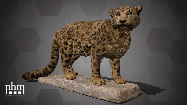 Snow Leopard (NHMW-ZOO-MAMM-B5555) – Kostenloses 3D-Modell STL