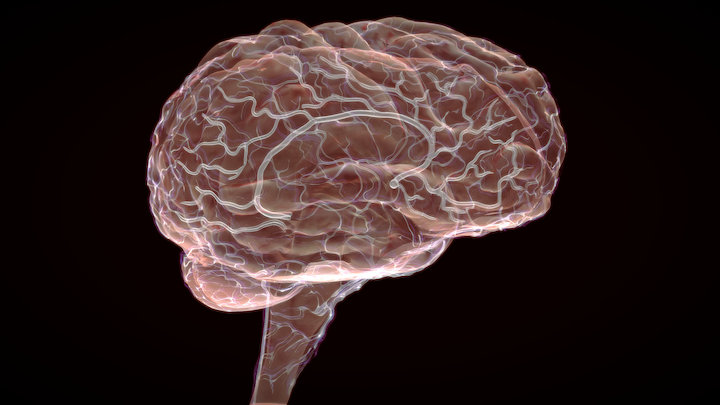 Brain vasculature test 3D Model