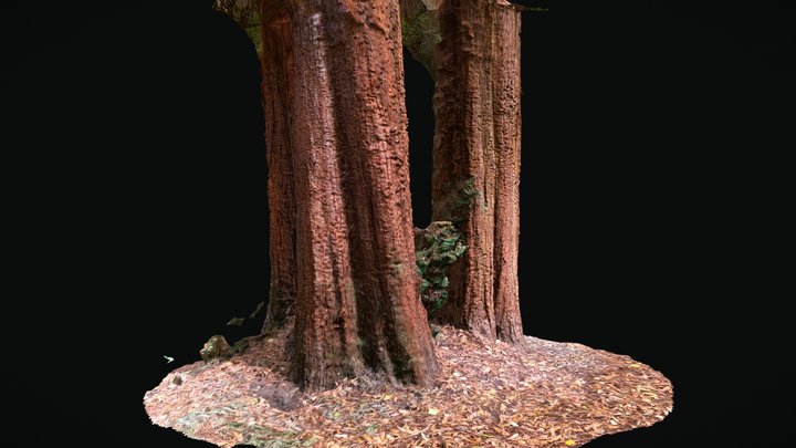 3 Coastal Redwoods, Singleton Park 3D Model