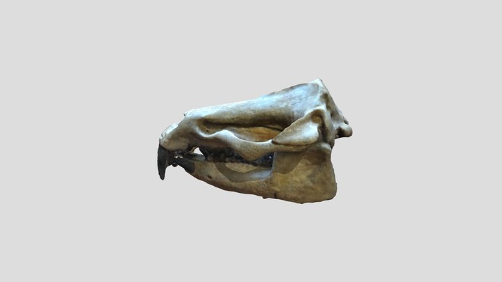 Skull 3D Model