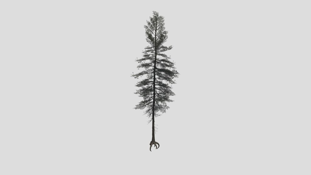 Tree Scotspine A1